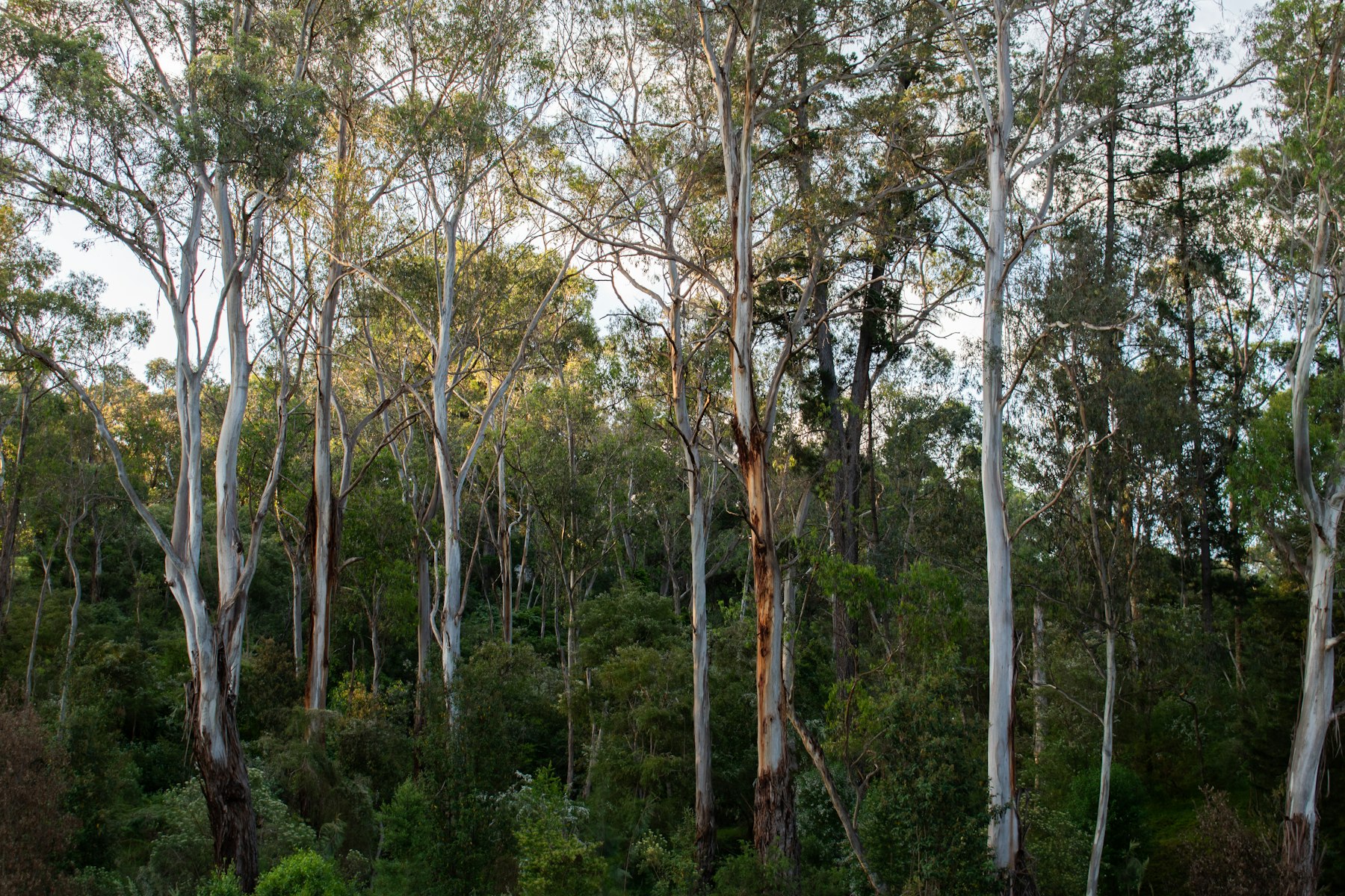 Tall eucalyptus trees in bushland